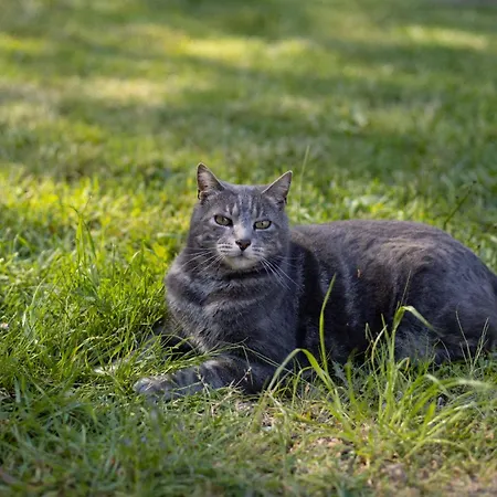 Le Manoir Du Plessis Pensión