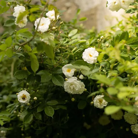 Le Manoir Du Plessis Dance (Orne)