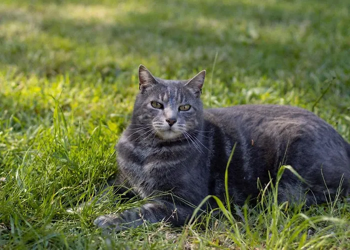 Le Manoir Du Plessis Pensjonat