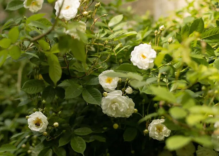 Le Manoir Du Plessis Dance (Orne)