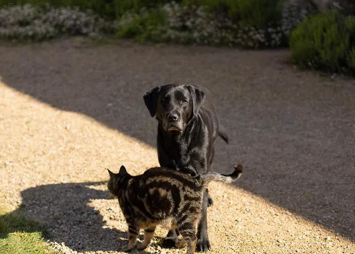 Le Manoir Du Plessis Pensjonat